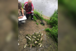 Массовая гибель рыбы в реке Унурка под Муромом обернулась уголовным делом