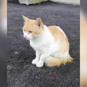 В Коврове мужчина выбросил кота в мешке на мороз