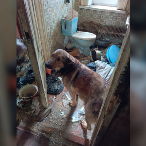 Во Владимирской области брошенный пес жил в разрушенном доме 1,5 года