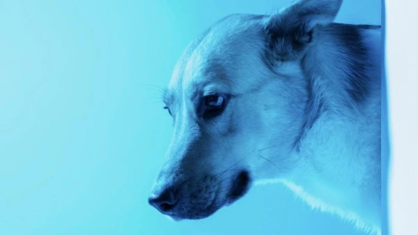 В Чернобыле заметили собак с синей шерстью