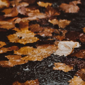 Синоптики дали прогноз на сентябрь во Владимирской области