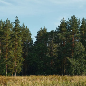 В Ковровском районе неизвестные вырубили 21 сосну на территории лесничества