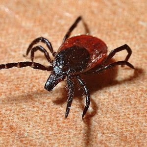 Санврачи перечислили районы Владимирской области с наибольшим числом клещей