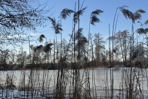 Во Владимирскую область придут затяжные ночные заморозки