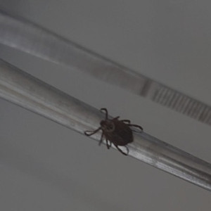 Клещи укусили 112 взрослых и 53 ребенка во Владимирской области за неделю