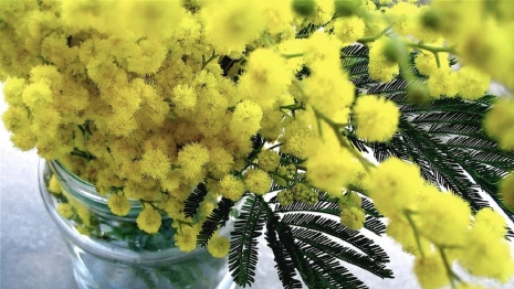 Букет на 8 марта. Как выбрать и ухаживать за цветами