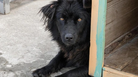 С начала года во Владимире поймали 45 бездомных животных