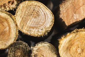 Гендиректор фирмы в Судогодском районе попал под следствие за контрабанду древесины