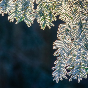 Прогноз погоды во Владимирской области на 4 декабря