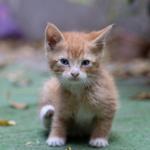 Жительница Владимира о котенке с бешенством: «Он умер практически сразу после укуса» 