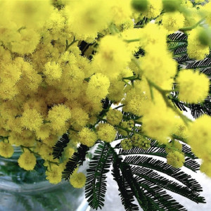 Букет на 8 марта. Как выбрать и ухаживать за цветами