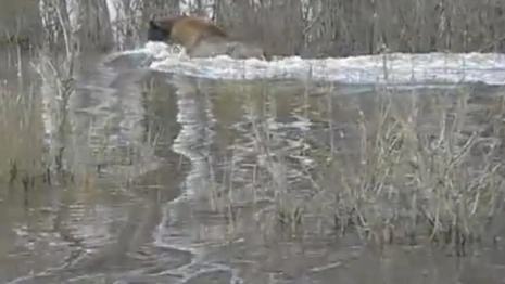Во Владимирской области сняли на видео передвижение зубра во время паводка
