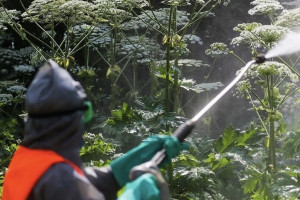 Во Владимирской области снова встали на борьбу с борщевиком