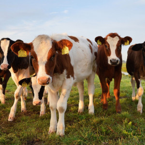 В Суздальском районе пройдет сельхозвыставка «Владимирские зори – 2023»