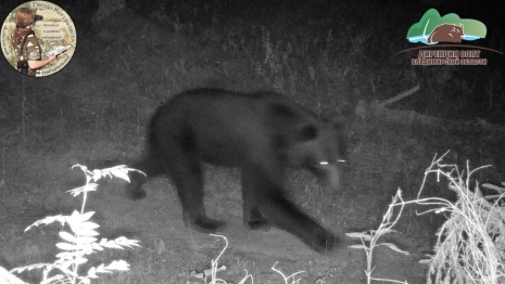В Вязниковском районе медведи и волки попали в объектив камеры