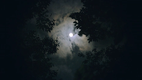 Владимирцев позвали на срочные поиски пропавшей в лесу женщины