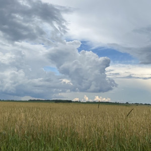 Когда во Владимирской области закончится аномальная жара?