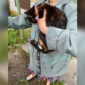 В Коврове спасатели сняли застрявшую над окном 2-го этажа кошку