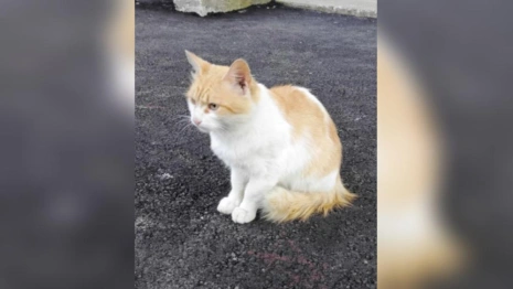 В Коврове мужчина выбросил кота в мешке на мороз