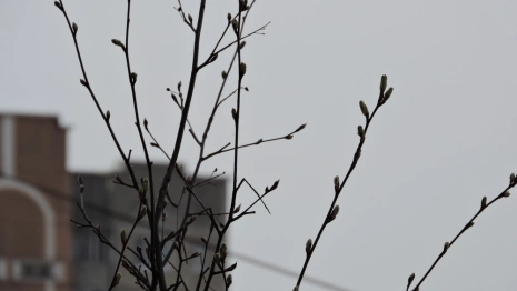 Во Владимирской области в выходные похолодает до 0