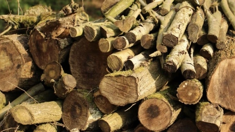 В мэрии Владимира открестились от вырубки деревьев в парке «Дружба»