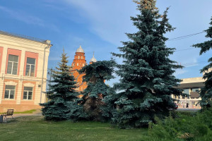В центре Владимира срубили обезглавленную голубую ель