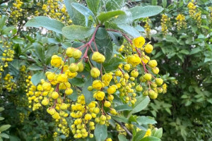 Прогноз погоды во Владимире и области на 14 июня
