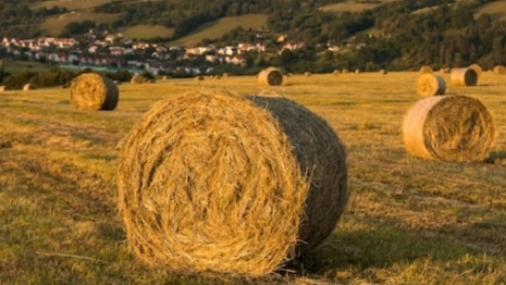 Степан Сеновал: что можно и чего нельзя делать 15 августа