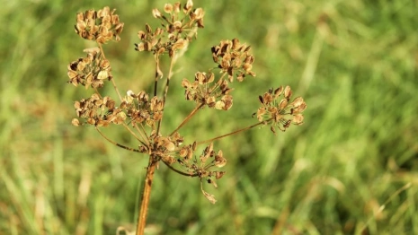 Во Владимире назвали заросшие борщевиком районы