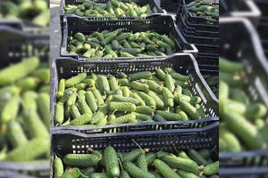 В Петушинском районе созрели огурцы