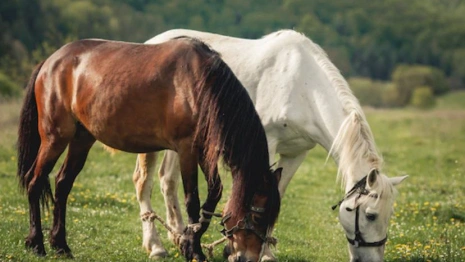 Флор и Лавр: что можно и нельзя делать 31 августа