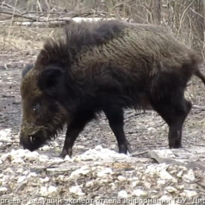 В Вязниковском районе сняли на видео прогулку кабанов