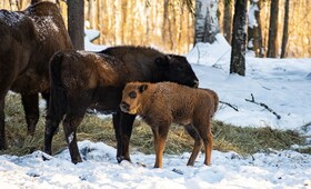 В заказнике в Вязниковском районе родились 3 зубренка