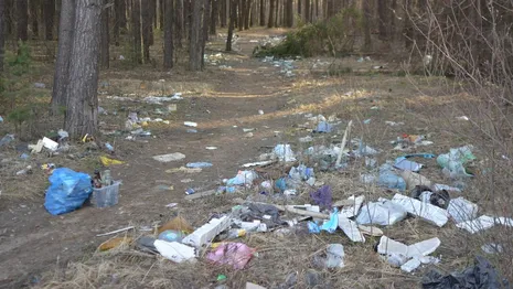 Во Владимирской области тропинка в лес превратилась в мусорную свалку
