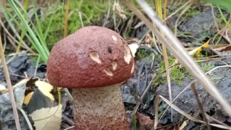 Грибники показали первые результаты тихой охоты во Владимирской области