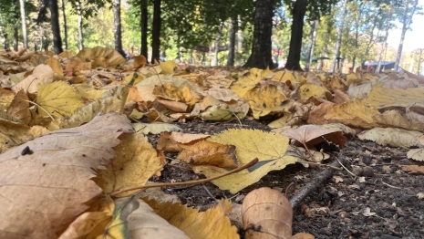 В выходные во Владимирскую область придет потепление