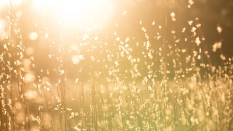 На западе Владимирской области ввели карантин из-за сорняка повилики 