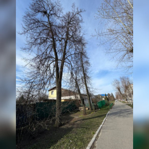 В Муроме коммунальщики «забили» на опасные деревья у 4 жилых домов
