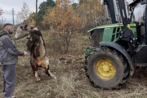 В Петушинском районе бык провалился в ливневую канаву