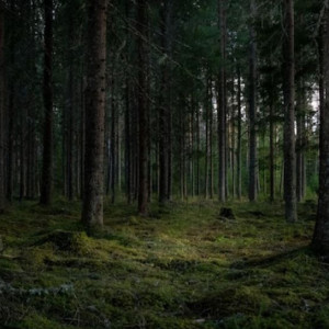Во Владимирской области нашли пропавшего мужчину в очках