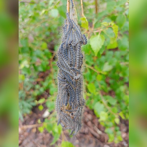 Эксперты опровергли наличие азиатского шелкопряда в трех районах Владимирской области 