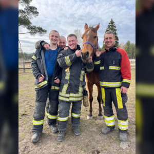 Во Владимирской области пожарные спасли лошадей