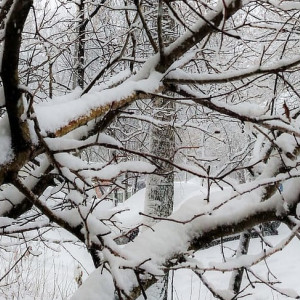Метеоролог Шувалов предупредил жителей Владимирской области о сильных снегопадах