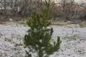 Во Владимире высадили привезенные из Алтая кедры