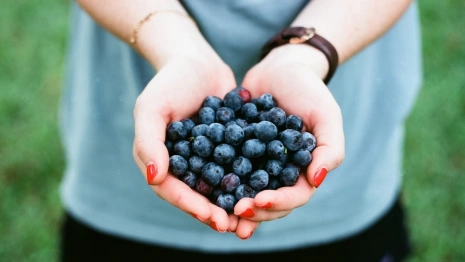 Во Владимирской области готовятся собирать первый урожай голубики