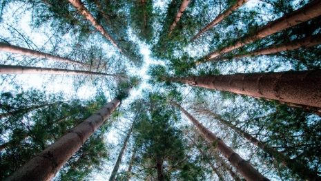 Во Владимирской области арендатор леса компенсировал незаконную вырубку хвойников 