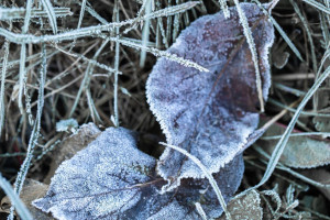Во Владимирскую область вернется похолодание до -1