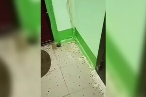 Владимирцы из 9-этажки пожаловались на тараканов и вонь от квартиры с 15 собаками