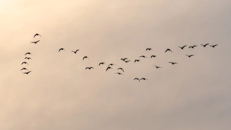 Народные приметы на 7 марта: что можно и нельзя делать в день Маврикиев день