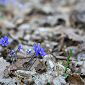 Прогноз погоды во Владимирской области на 1 марта